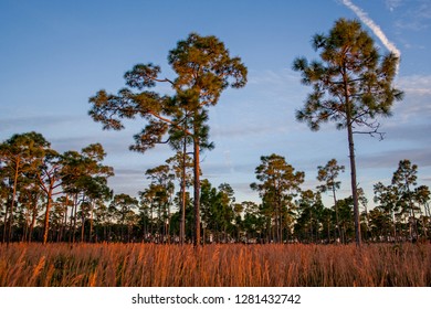 Coastal Pine Flatwoods