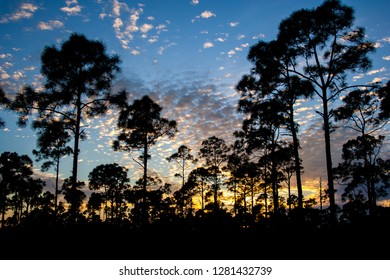 Coastal Pine Flatwoods Sunset