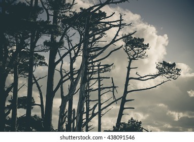 Coastal Pines Battered By The Weather In New Plymouth, NZ.