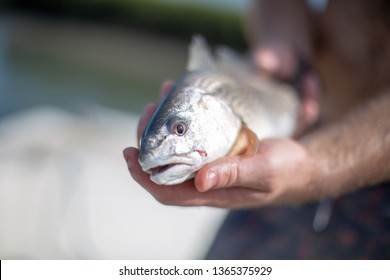 Coastal Red Drum