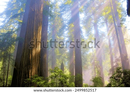 Similar – Image, Stock Photo coastal fog California