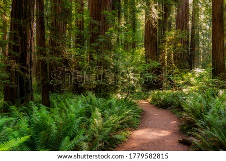 Coastal Redwoods in Humboldt Redwoods State Park on the Avenue of the Giants outside Redwood National and State Parks in Crescent City, California