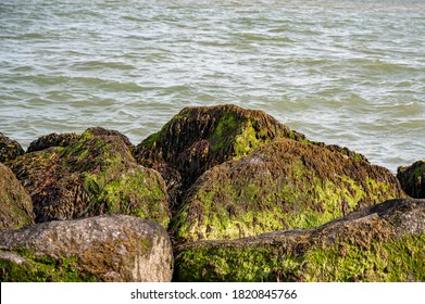 Coastal rocks covered with bladderwrack, Fucus vesiculosus, and Blidingia minima green seaweed