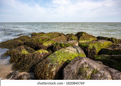 Coastal rocks covered with bladderwrack, Fucus vesiculosus, and Blidingia minima green seaweed