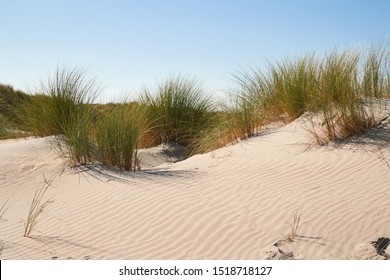 Coastal Sand Dunes In The Netherlands
