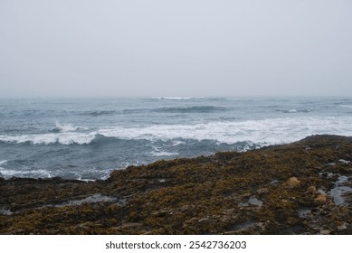 A coastal scene with a rocky shoreline covered in a variety of seaweed. Waves are breaking along the shoreline. The background is a foggy sky. A calm,  overcast day at the coast. - Powered by Shutterstock