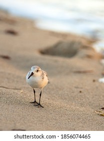 Coastal scene of sandpiper sanderling on the beach in South Florida