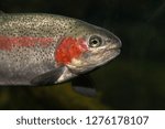 Coastal steelhead trout (Oncorhynchus mykiss) in California, USA 