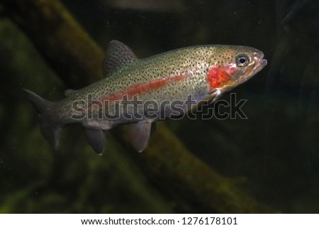 Coastal steelhead trout (Oncorhynchus mykiss) in California, USA 