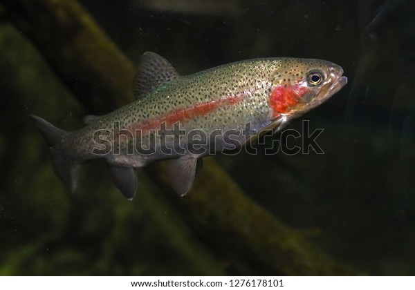 Coastal steelhead trout (Oncorhynchus mykiss) in\
California, USA 