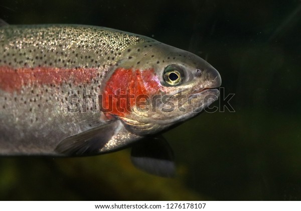 Coastal steelhead trout (Oncorhynchus mykiss) in\
California, USA 
