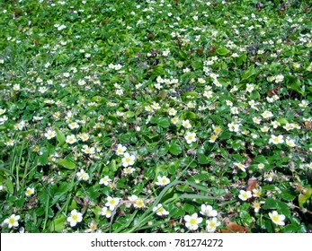 Coastal Strawberry Ground Cover. Fragaria Chiloensis. Oregon, USA