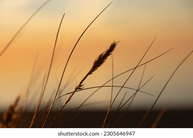 Coastal Symphony: Grass Flourishing on Baltic Sands. Grass at the Baltic Sea