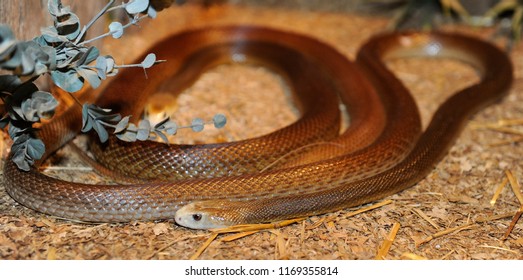 A Coastal Taipan 