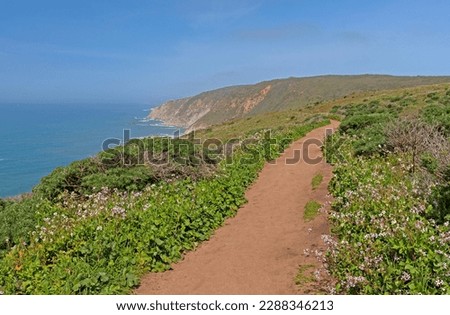 Coastal Trail Amongst the Spring Flowers in Point Reyes National Park in California