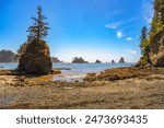 Coastal view of La Push Third Beach with a lone tree on a sea stack. La Push Beach is a rugged Pacific coastline adorned with driftwood, sea stacks, and misty horizons in Washington State.