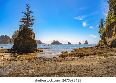 Coastal view of La Push Third Beach with a lone tree on a sea stack. La Push Beach is a rugged Pacific coastline adorned with driftwood, sea stacks, and misty horizons in Washington State. - Powered by Shutterstock