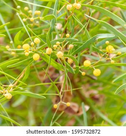 Coastal Wattle Acacia Cyclops Lake Richmond Stock Photo 1595732872 ...