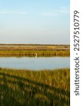 Coastal wetlands and marsh of Cape Hatteras National Seashore - Outer Banks North Carolina