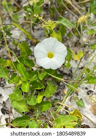 342 Coastal morning glory Images, Stock Photos & Vectors | Shutterstock