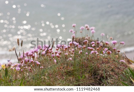 Similar – Hallig Gröde | Beach lilacs in the evening light