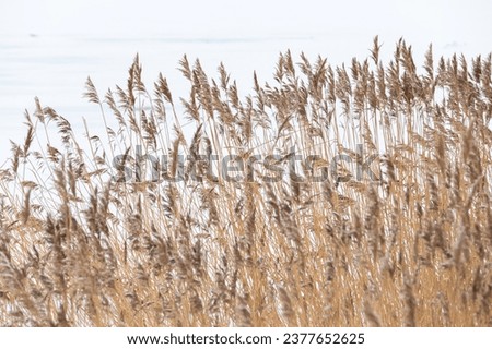 Coastal winter landscape with dry reed and snow, natural background photo taken at the coast of the Gulf of Finland on a sunny day