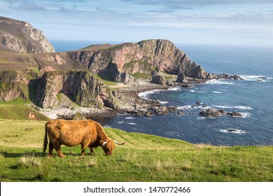 Coastline around Mull of OA with highland cattle in foreground - Islay, Inner Hebrides, Scotland