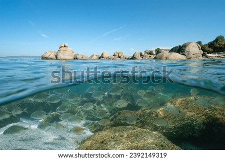 Coastline with boulders and a school of fish underwater (seabream), Atlantic ocean seascape, natural scene, split view over and under water surface, Spain, Galicia, Rias Baixas