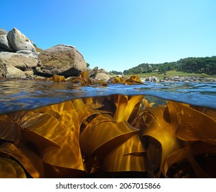 Coastline and kelp algae seaweeds in the ocean, split view over and under water surface, Eastern Atlantic, Spain, Galicia, Pontevedra province - Shutterstock ID 2067015866