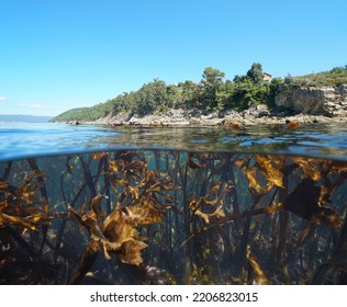 Coastline and kelp algae underwater in the ocean, Eastern Atlantic, Spain, Galicia, Rias Baixas, split level view over and under water surface - Shutterstock ID 2206823015