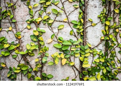 Coat Buttons Mexican Daisy Plant On Stock Photo 1124197691 | Shutterstock