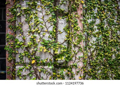 Coat Buttons Mexican Daisy Plant On Stock Photo (edit Now) 1124197736