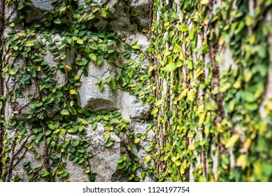 Coat Buttons Mexican Daisy Plant On Stock Photo (Edit Now) 1124197760