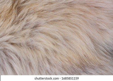 400 Wolf cream Images, Stock Photos & Vectors | Shutterstock