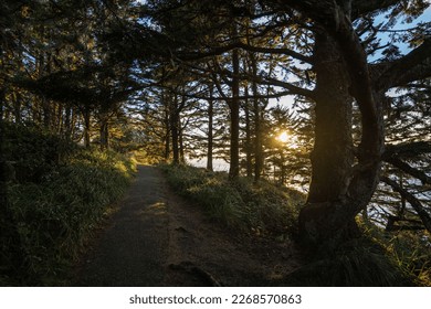 Coatal forest in sunset light