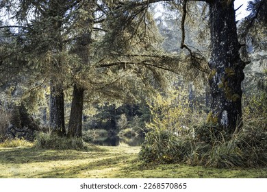 Coatal forest in sunset light