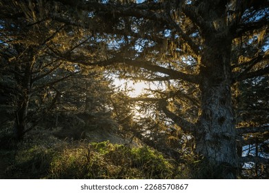 Coatal forest in sunset light