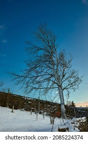 Coated With Snow From The Fierce Northen Winds Brought By Storm Arwen, This Bare Ash Tree Prepares For Winter