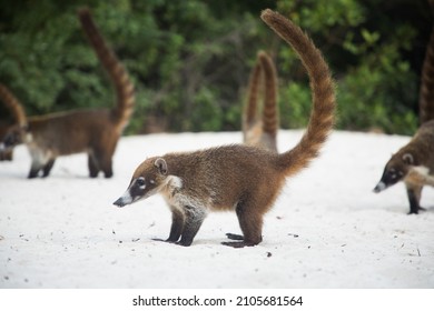 Coati, also known as coatimundi in Mexico , a flock of coati raccoons running on the sand Nasua narica - Shutterstock ID 2105681564