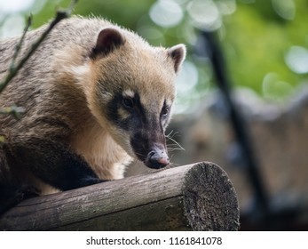 221 Coati cub Images, Stock Photos & Vectors | Shutterstock