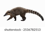 Coati - A raccoon-relative known for its long snout and social behavior.