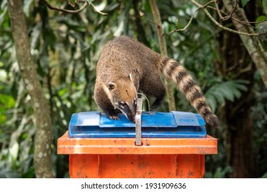 Coati Racoon On Top Of Orange Trash Can In Green Rainforest Area