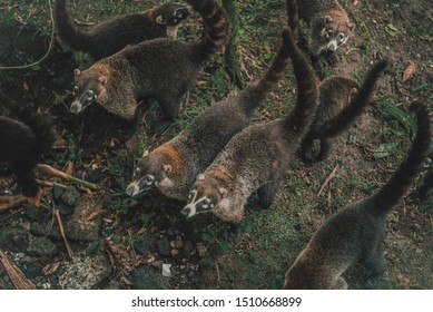 Coati In Tabacon Resort Costa Rica