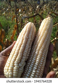 Cob Of Maize From My Field, Maize Is A Very Important Crop In Southern Africa, We Make Thick Porridge Called Pap Or Nshima Which Is A Very Awesome Delicacy. 