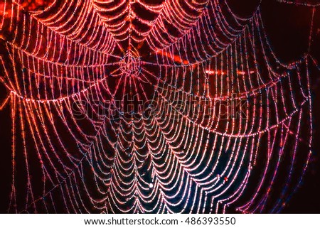 Cob Web