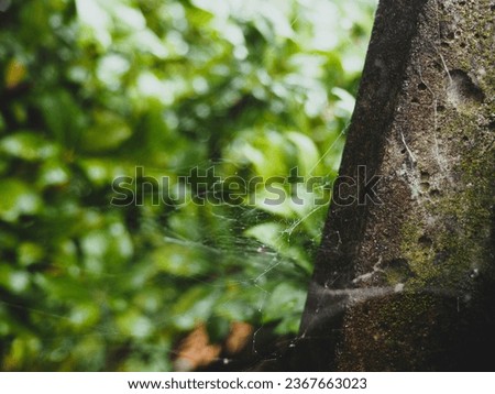 Cob Web On Fence Post With Green Bush Background