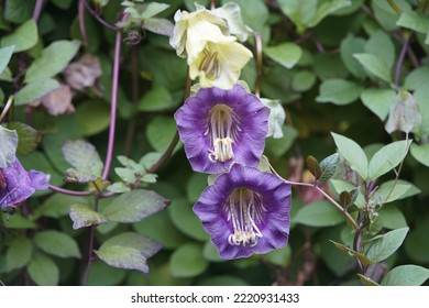 Cobaea scandens, (with fruit) the cup-and-saucer vine, cathedral bells, Mexican ivy, or monastery bells, is a species of flowering plant in the phlox family Polemoniaceae.