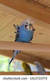 Cobalt Blue Male Helicopter Budgie