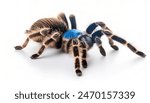 cobalt blue tarantula - Cyriopagopus lividus - is a large species of spider arachnid common in the pet trade, native to Myanmar and over the border into Thailand, isolated on white background