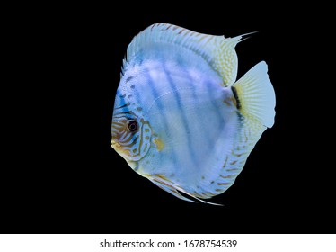 1,744 Blue Discus Fish Isolated Images, Stock Photos & Vectors ...